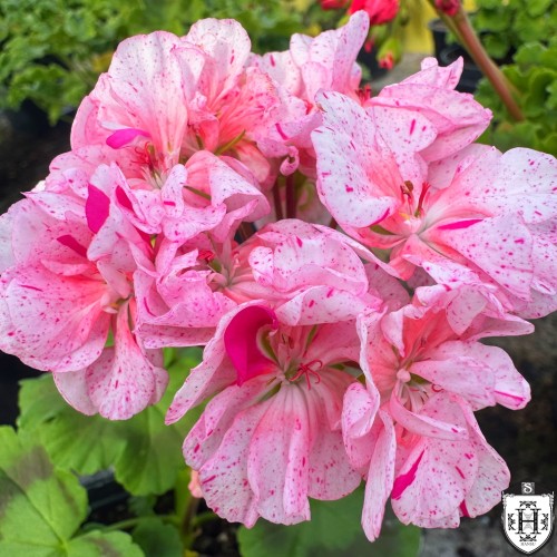 Pelargonium 'Dylan Cherone' - Pelargoon 'Dylan Cherone' P9/0,55L